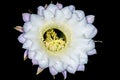 Echinopsis eyriesii with flower Royalty Free Stock Photo
