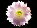 Echinopsis Eyriesil Bloom at Midnight