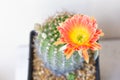 Echinopsis Hybride with pink blossom Royalty Free Stock Photo