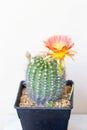 Echinopsis Hybride with pink blossom