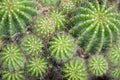 Echinopsis mamillosa cactus