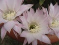 Echinopsis multiplex cactus in bloom Royalty Free Stock Photo