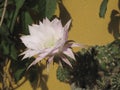 Echinopsis multiplex cactus in bloom Royalty Free Stock Photo