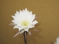 Echinopsis multiplex cactus in bloom Royalty Free Stock Photo