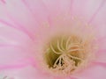 Pink Echinopsis multiplex flower close up Royalty Free Stock Photo