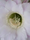 Echinopsis multiplex flower close up Royalty Free Stock Photo