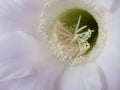 Echinopsis multiplex flower close up Royalty Free Stock Photo