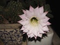 Echinopsis multiplex flowers blooming during the night Royalty Free Stock Photo