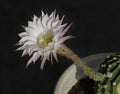 Echinopsis Night Blooming Cactus Flower and Tubular Stem Royalty Free Stock Photo