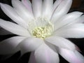 Echinopsis oxygona Royalty Free Stock Photo
