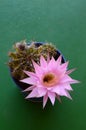 Echinopsis Oxygona in flower Royalty Free Stock Photo