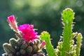 Echinopsis rowleyi Royalty Free Stock Photo