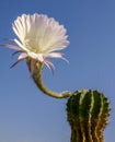 (Echinopsis sp.) cactus blooming with a pink and white flower against a blue sky Royalty Free Stock Photo