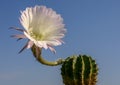(Echinopsis sp.) cactus blooming with a pink and white flower against a blue sky Royalty Free Stock Photo