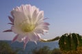 (Echinopsis sp.) cactus blooming with a pink and white flower against a blue sky Royalty Free Stock Photo