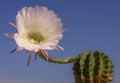 (Echinopsis sp.) cactus blooming with a pink and white flower against a blue sky Royalty Free Stock Photo