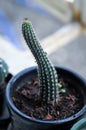Echinopsis sp or Soehrensia angelesiae R Kiesling schlumpb or cactus , ERIOCEREUS Harrisia jusbertii or cactus or Fairytale