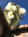 Echinopsis spachiana, commonly known as the golden torch, torch (white)