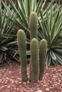 Echinopsis spachiana with four columns in garden Royalty Free Stock Photo