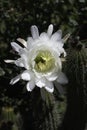 Echinopsis Spachiana golden torch cactus Flower