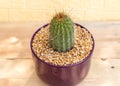 Echinopsis spachiana golden torch cactus in a purple ceramic pot