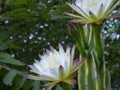 Echinopsis spiky cactus white flower