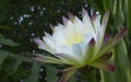 Echinopsis spiky cactus white flower