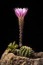 Echinopsis subdenudata blooming Royalty Free Stock Photo