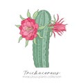 Echinopsis, trichocereus peruvianus plant. Colored stock vector