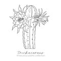 Echinopsis, trichocereus peruvianus plant. Outline stock vector