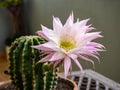 Echinopsis Tubiflora cactus flowers