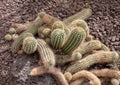 Echinopsis tubiflora or hedgehog cactus plant Royalty Free Stock Photo