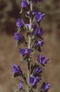 Echinum vulgare or viper's bugloss , blueweed macro of flowers Royalty Free Stock Photo