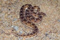 Echis Carinatus; Saw scaled Viper; Little Indian Viper