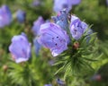 Echium vulgare