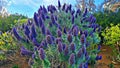 Echium candicans blooms with large beautiful blue flowers in city park Royalty Free Stock Photo