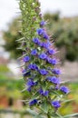 Echium candicans bunch of small blue red flowers on stem