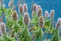 Echium candicans Royalty Free Stock Photo