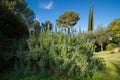 Echium candicans Fastuosum in bloom in a garden on the French riviera in April