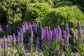 Echium candicans on Madeira mountains. Sunny day