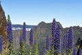 Echium candicans on Madeira mountains. Royalty Free Stock Photo