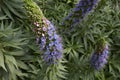 Echium candicans plant in bloom Royalty Free Stock Photo