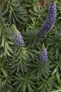 Echium candicans plant in bloom Royalty Free Stock Photo
