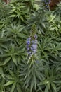 Echium candicans plant in bloom Royalty Free Stock Photo