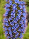 Echium candicans