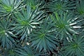 Echium candicans, Pride of Madeira