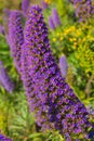 Echium candicans pride of Madeira purple flowers Royalty Free Stock Photo