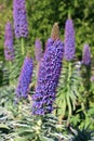 Echium fastuosum flower