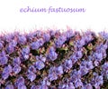 Echium fastuosum flower