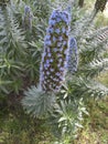 Echium fastuosum flowers